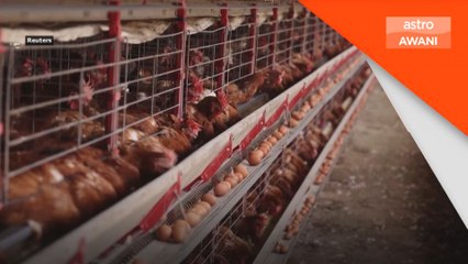 Colombia henti import burung dari Brazil akibat selesema burung