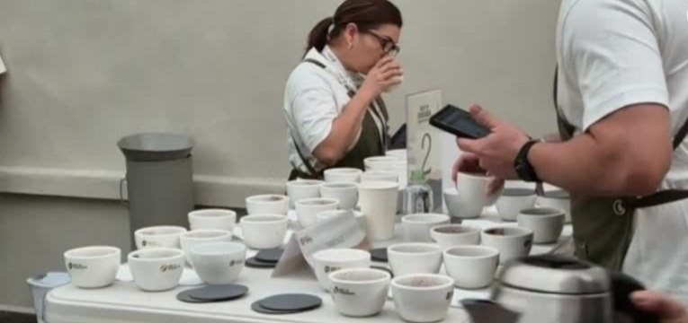 Promueven producción de café en Renacimiento y Tierras Altas