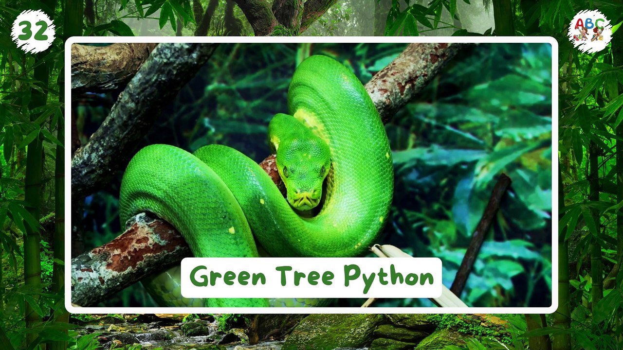 100 Forest Animals for Kids | Learn Animal Names | Jungle Animals for Kids | Wild Animals Name