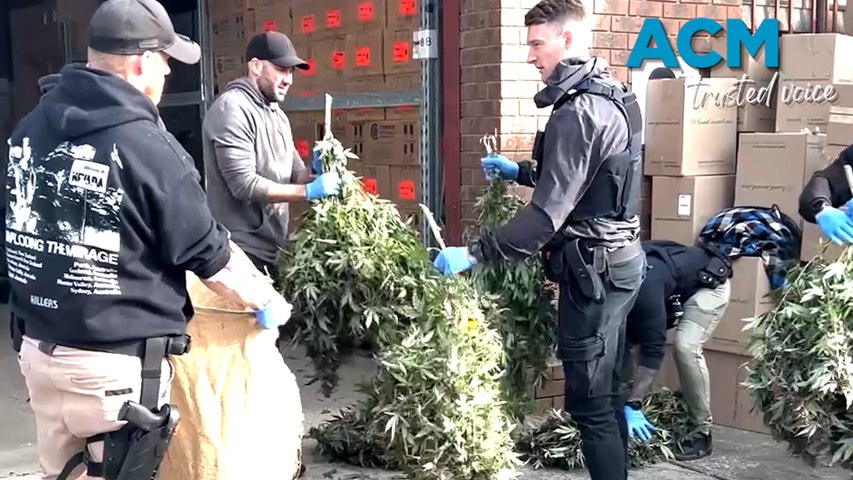 About $1 million worth of cannabis seized in Melbourne’s east | The ...