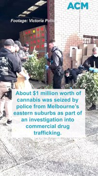 About $1 million worth of cannabis seized in Melbourne’s east