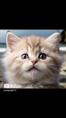 Look at this baby cat’s face 😳 #babycat #kitten #cat #reaction #cute