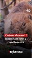 Castores ahorran 1.2 millones de euros a contribuyentes