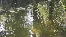 Peces en Los Pinos (Vídeo 65)