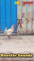 Morning Rooster Sounds | Morning Sounds | #foryou #bird #sounds @TheCatsAnd