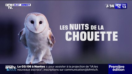 LES NUITS DE LA CHOUETTE - Des éclosions à Moëze (Charente-Maritime) et des oisillons en bonne santé en Vendée