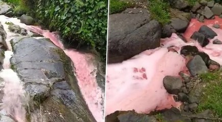 Rize'de derenin rengi kırmızıya döndü, halkı endişelendirdi