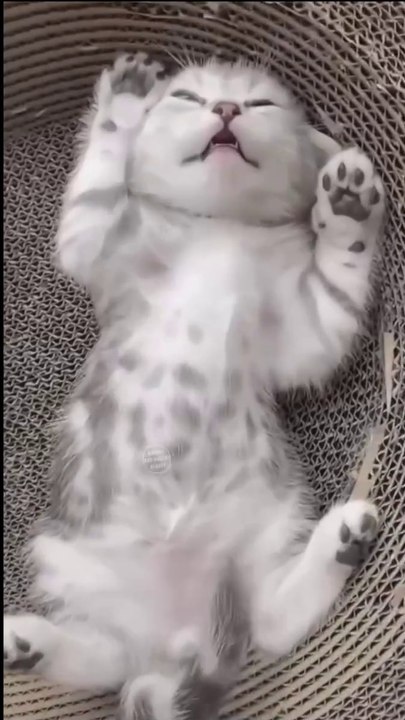 Proof That Doing Nothing Can Be Adorable