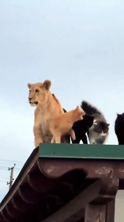 The Lion and the Cats: An Unexpected Family Bond – New and Tips