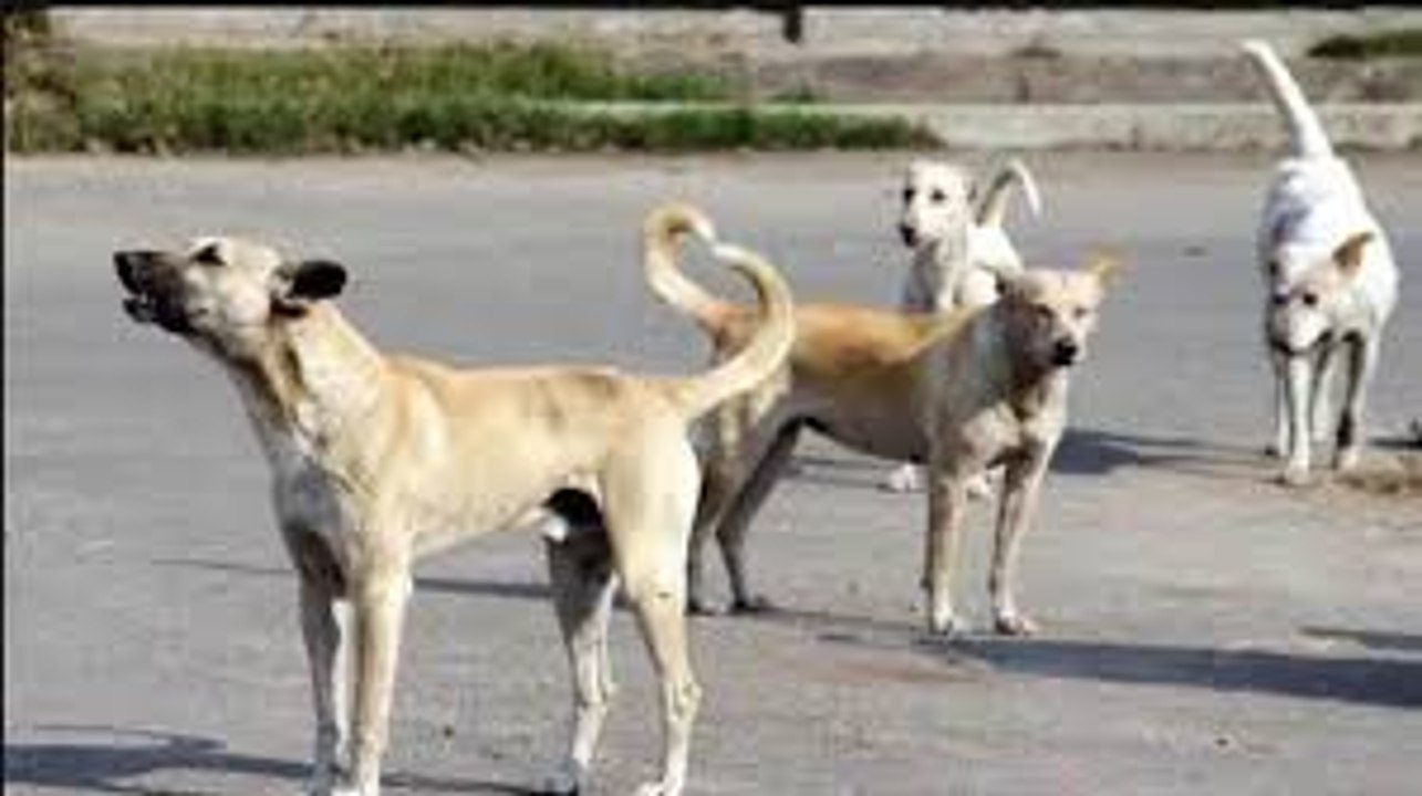 आवारा कुत्तों की नसबंदी पर 44 लाख रुपए खर्च करेगा नगर निगम