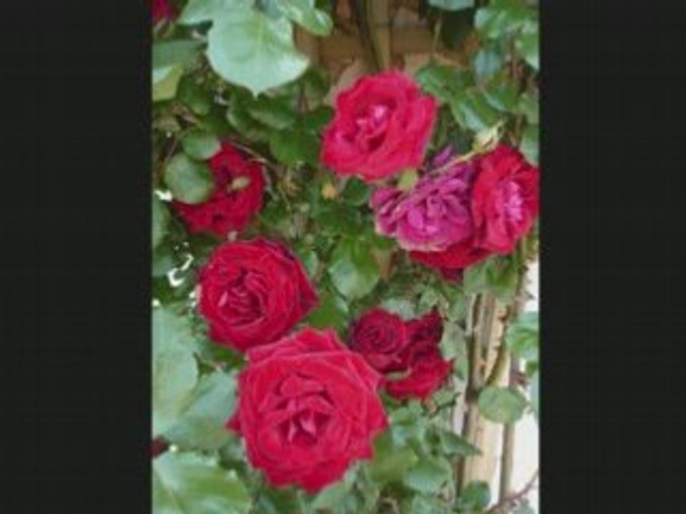 Le jardin