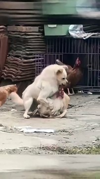 Cat vs hen viral fight video 😍📸 animals love 😘💗 animals fun 🤣😊 dog lover 😍💖 funny and entertaining video 😁📸#shorts #shortvideo #viralshort #viralvideo #funny #funnyvideo #comedy #dog #hen #animals #love #care