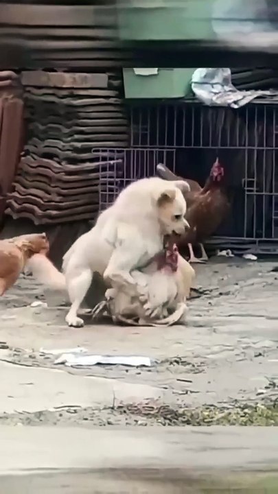 Cat vs hen viral fight video 😍📸 animals love 😘💗 animals fun 🤣😊 dog lover 😍💖 funny and entertaining video 😁📸#shorts #shortvideo #viralshort #viralvideo #funny #funnyvideo #comedy #dog #hen #animals #love #care