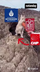 Kent Lokantası algısı çöktü! Tavşana havuç verip yavruları alan CHP’ye sosyal medyada büyük tepki