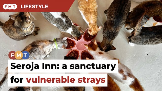 Seroja Inn: a sanctuary of hope for vulnerable strays