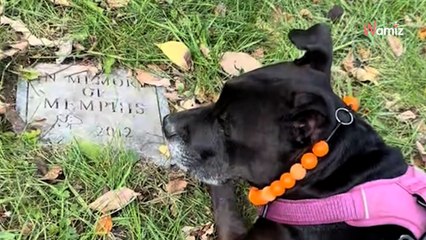 Une chienne repère quelque chose d’émouvant près d’un lac : sa maîtresse fond en larmes (Vidéo)