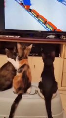 Cats Watching TV for the First Time – You Won’t Believe Their Reactions