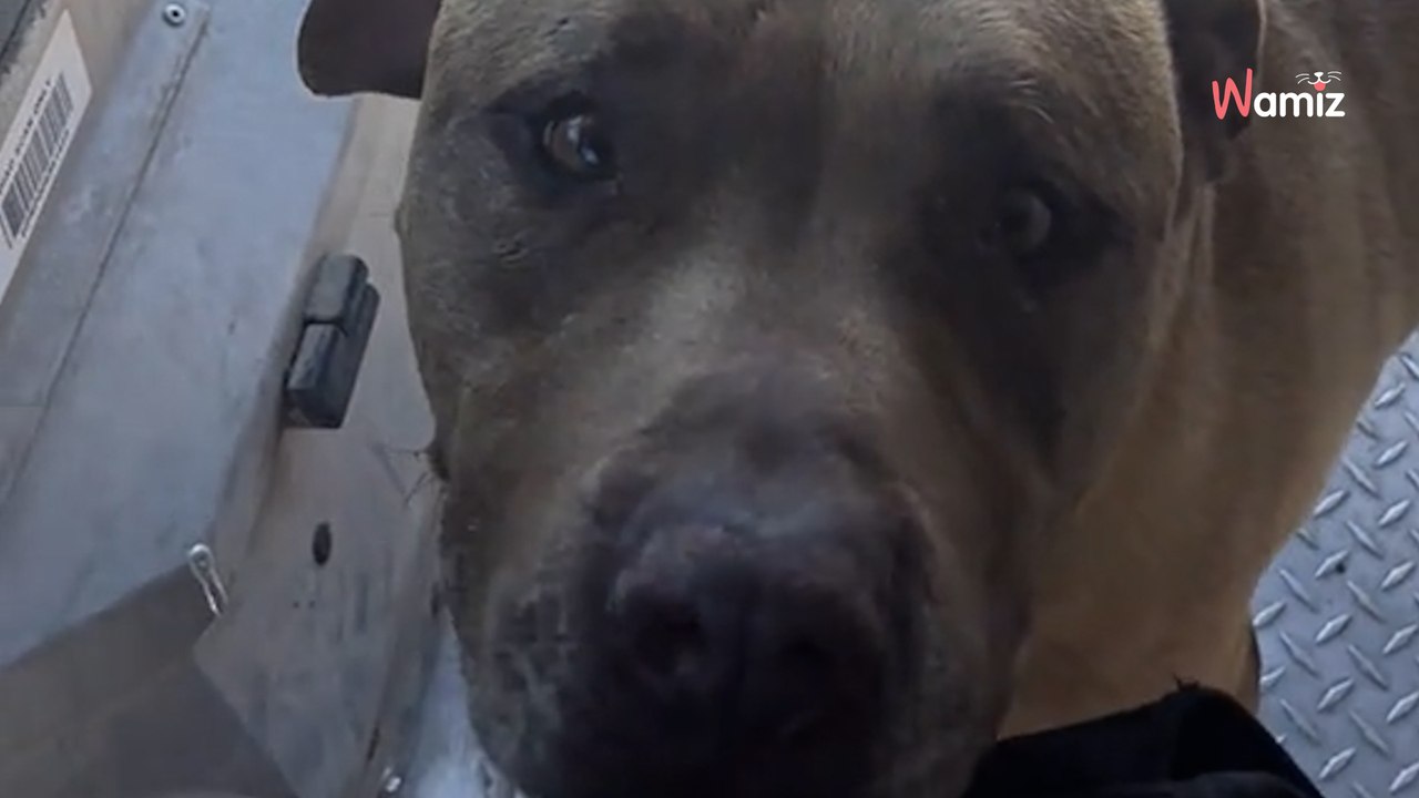 Un chauffeur-livreur voit monter un chien dans son camion : une incroyable amitié va se nouer entre eux