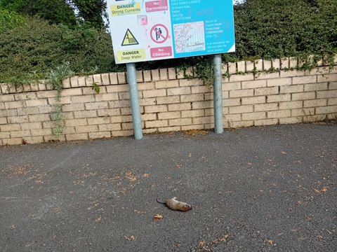 Citizens urged to dispose of food waste responsibly amid thriving rat population along Derry quay