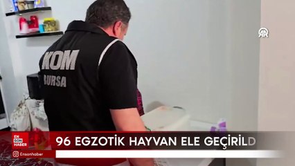 Ankara merkezli 5 ilde satışı yasaklı egzotik hayvan operasyonu