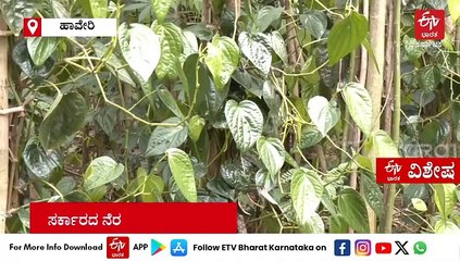 ಸವಣೂರು ವೀಳ್ಯದೆಲೆಯ ದರ ಕುಸಿತ : ರೈತರು - ವ್ಯಾಪಾರಿಗಳು ಕಂಗಾಲು