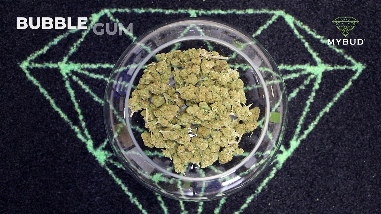 Bubble Gum CBD – La fleur douce aux arômes de souvenirs 🍬🌸