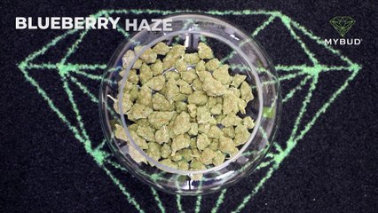 Blueberry Haze CBD – Une explosion de fruits rouges et de détente