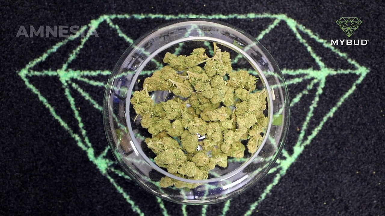 Amnesia CBD – L’équilibre parfait entre fraîcheur, puissance et clarté mentale 🍋🌿