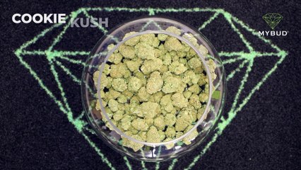Cookie Kush CBD – Une fleur intense aux arômes terreux et sucrés 🍪🌲