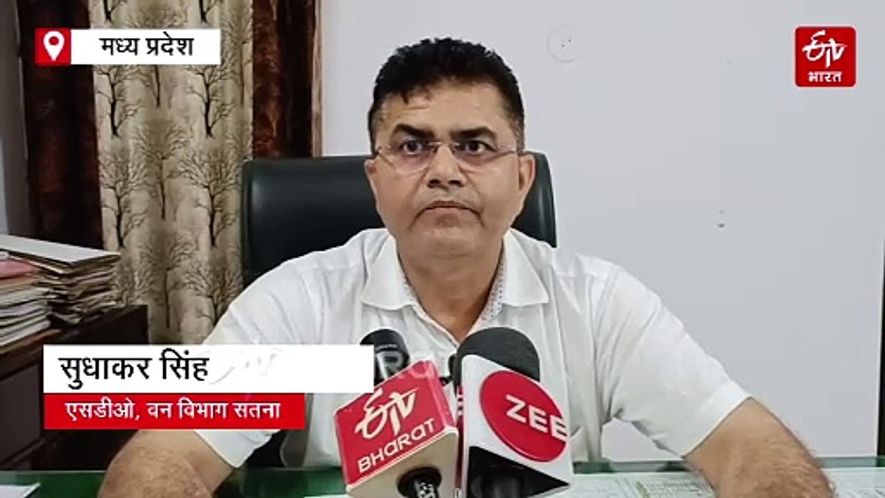 मध्य प्रदेश में घायल मिला दुर्लभ वल्चर, सतना वन विभाग ने किया रेस्क्यू