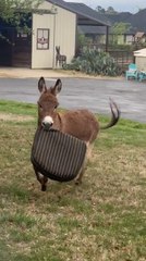Adorable Baby Donkey Ripp Has a Pillow Playtime 🐴