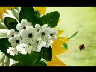 National Geographic Channel Turkey ID