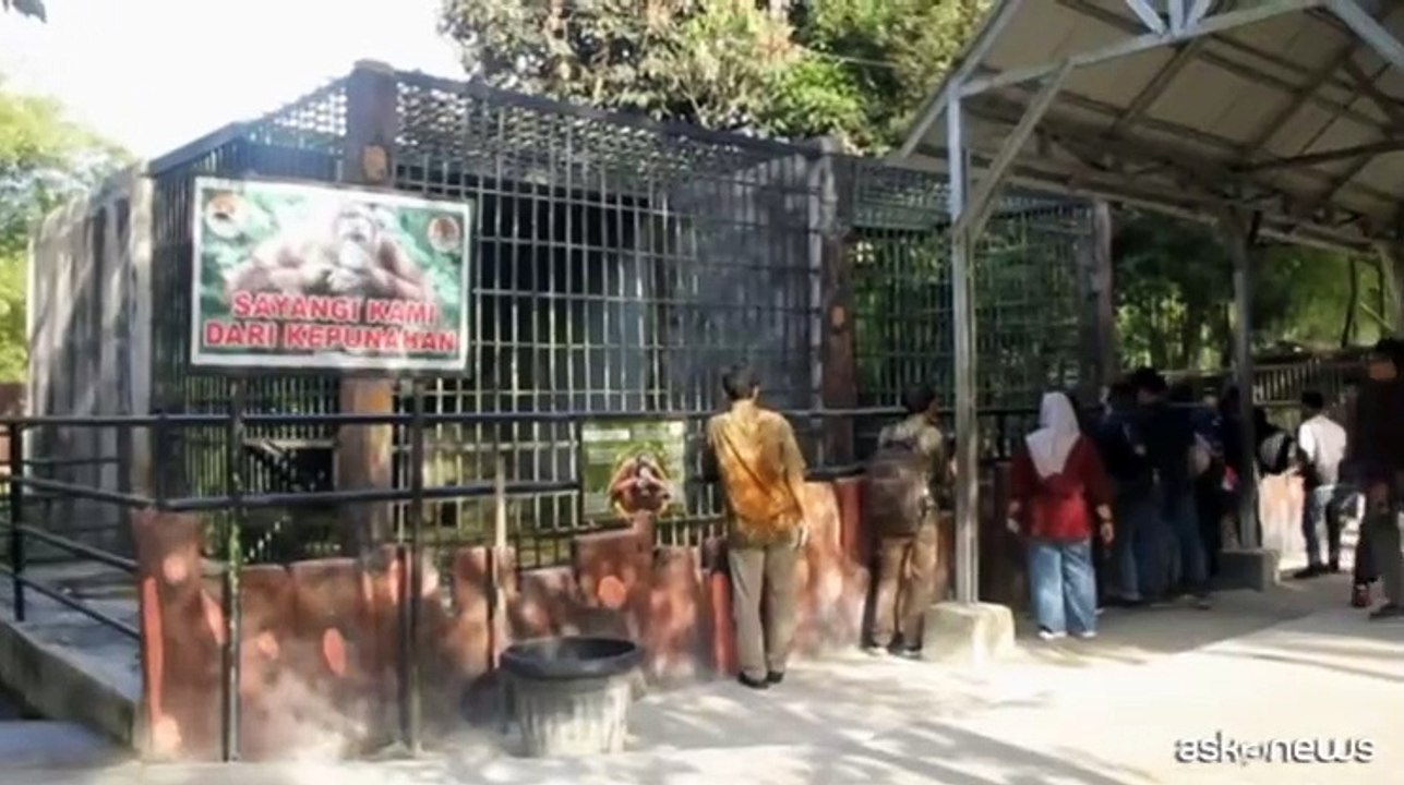 La straordinaria nascita di un cucciolo di orango in Indonesia