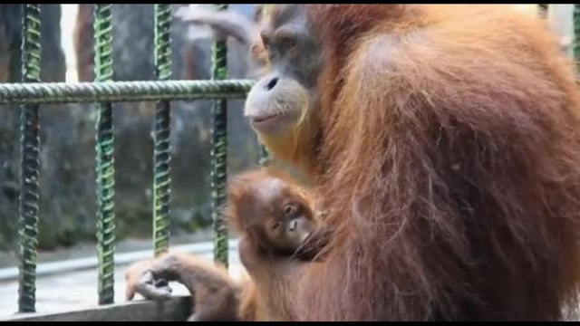 La straordinaria nascita di un cucciolo di orango in Indonesia