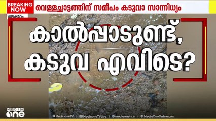 കാളികാവിൽ ടാപ്പിങ് തൊഴിലാളിയെ കൊന്ന കടുവയുടെ കാൽപ്പാടുകൾ കണ്ടു
