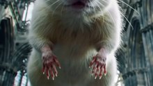 Gigantic Rat caught in church