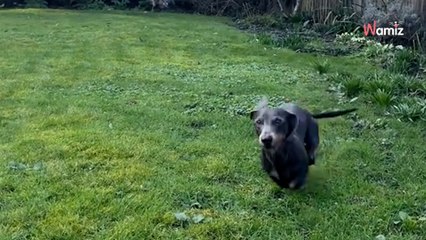 Ils emménagent dans leur nouvelle maison : la surprise qui attend leurs chiens est à couper le souffle (vidéo)