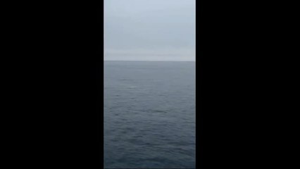 Otranto, avvistata una balena