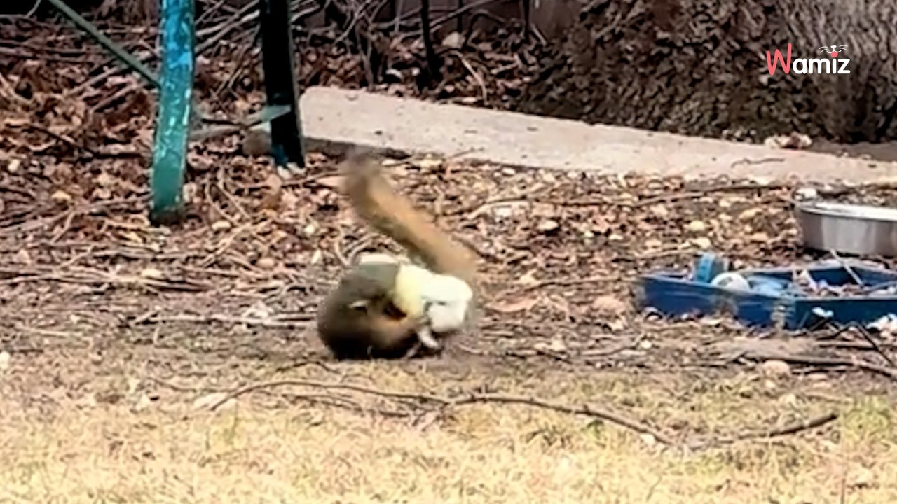 Il regarde par la fenêtre et est captivé par ce que des écureuils font avec les jouets de ses chiens