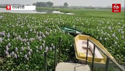 समसपुर पक्षी विहार: सड़कें जर्जर, तालाब जलकुम्भी से ढका, गंदगी से पर्यटक भी हुए दूर