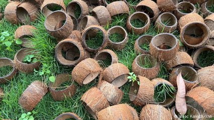 Ghana's discarded coconut shells: An alternative to plastic?