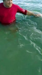 Peixe-boi é encontrado ferido no Pontal do Peba