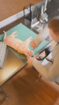 Cats Trained As Spies 😮