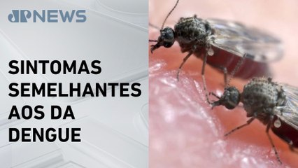 Rio de Janeiro registra três mortes por febre Oropouche
