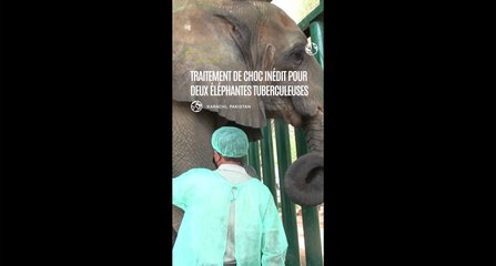 Pakistan : traitement de choc inédit pour deux éléphantes tuberculeuses