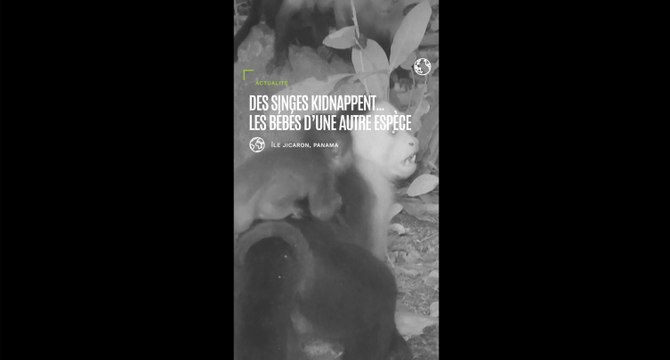 Pourquoi ces singes kidnappent-ils les petits d'une autre espèce ?