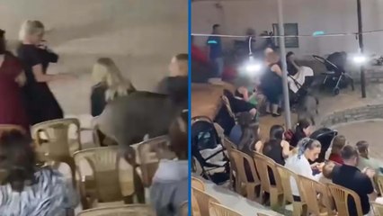 Düğündeki kalabalığın arasına giren domuz kamerada