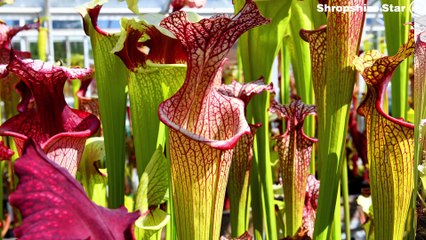Mike King from Telford runs one of the biggest carnivorous plant nurseries in the country.