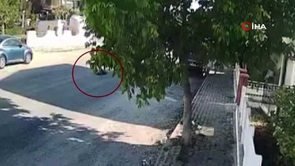 Kuşadası’nda kan donduran olay: Tur otobüsü şoförü sokak köpeğini böyle ezdi