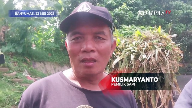 Sapi Kurban Presiden Prabowo Subianto di Banyumas Berbobot 1 Ton Lebih Jalani Karantina